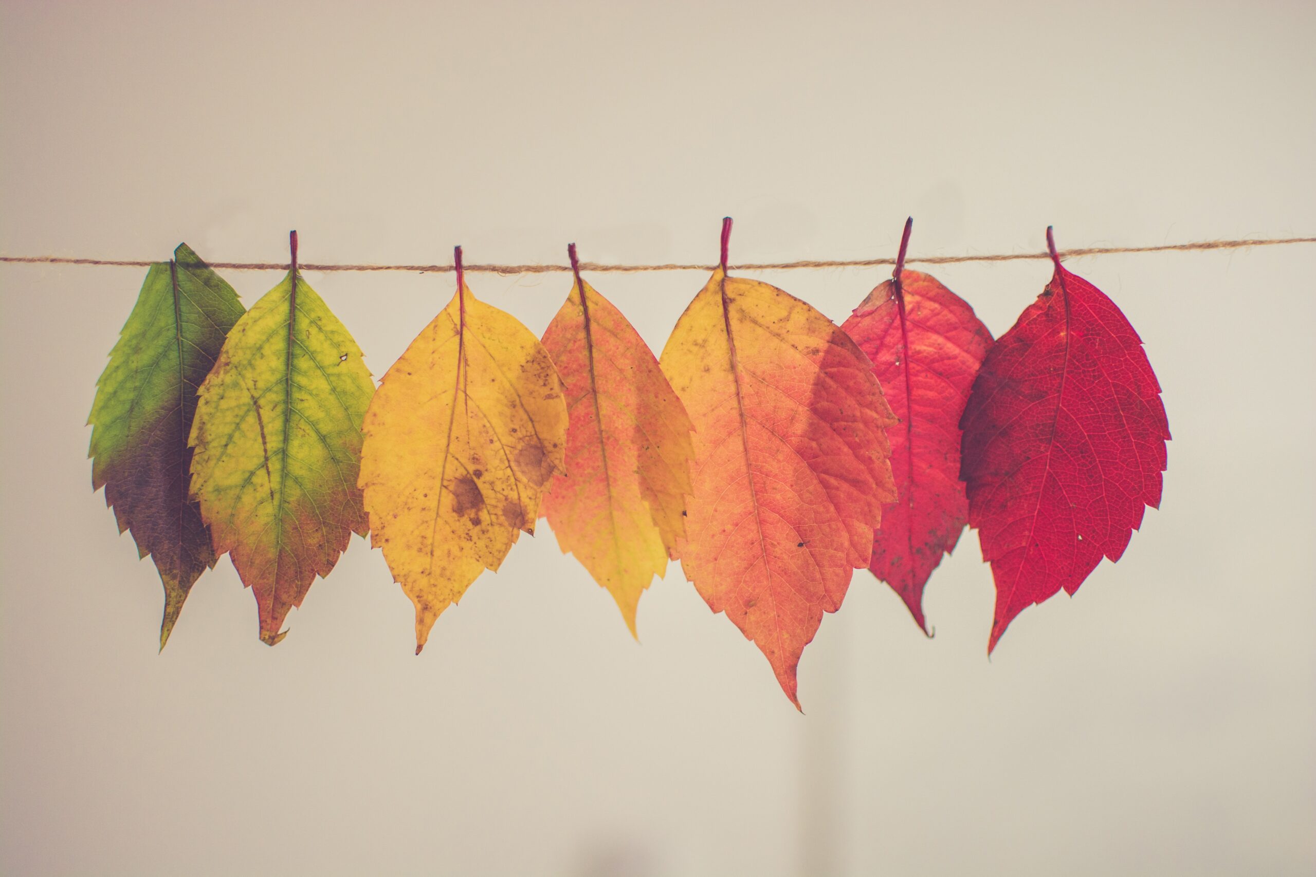 Harnessing the wisdom of autumn to transform your teams: